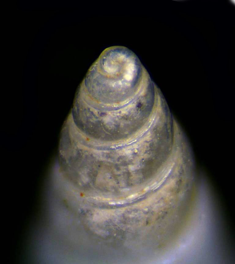 Odostomia cfr ignorata